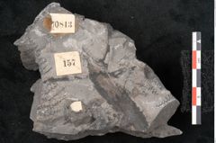 Foto (Detailansicht) von Sphenopteris hoeninghausi Brongniart (NHMW-GEO-2024-0188-10813)